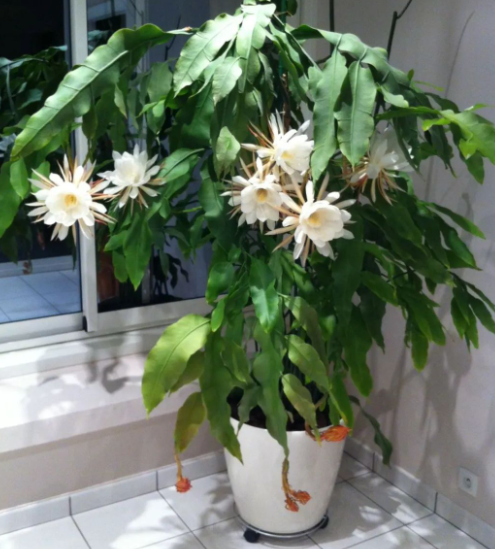 昙花移栽注意事项