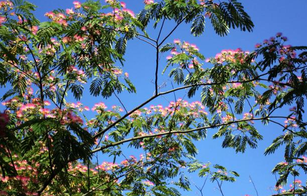 合欢树有几个品种