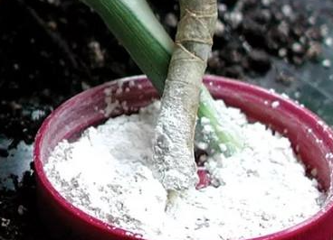 用生根粉和肥料养花好吗