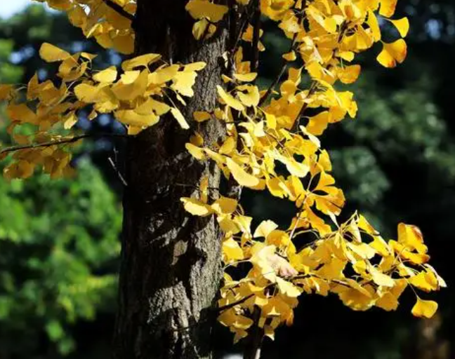 银杏树夏天可以扦插吗