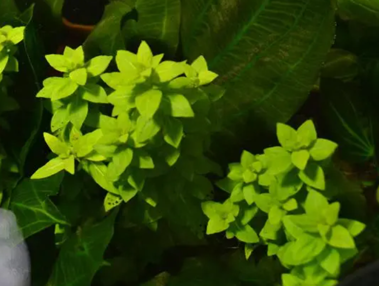 叉柱花溶叶怎么回事