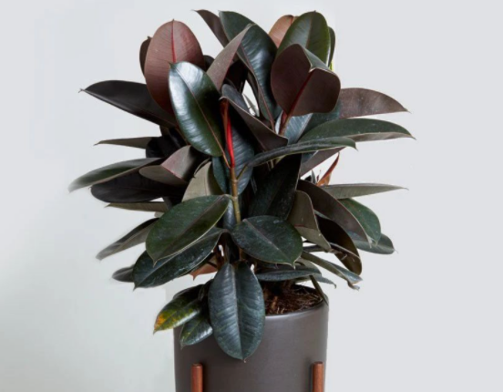 橡皮树怕水多吗