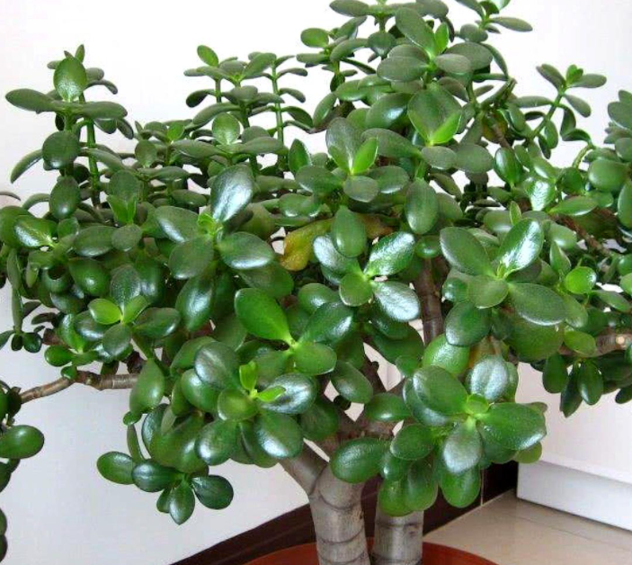 冬天玉树能修剪吗