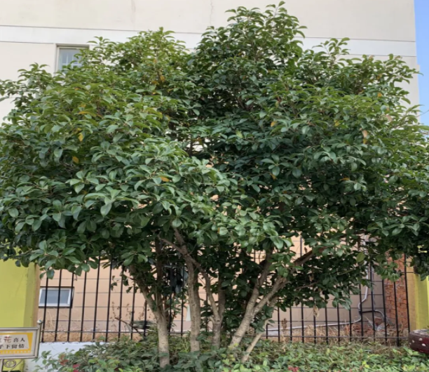 桂花树在河北地区能生长吗