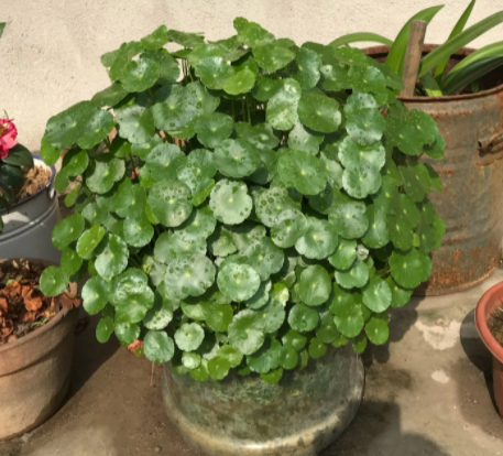 铜钱草长花了要剪掉吗