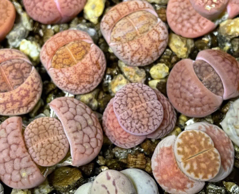 生石花秋天多久浇一次水