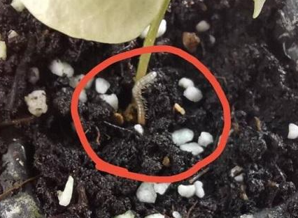 花盆里有透明的小虫子怎么办呢