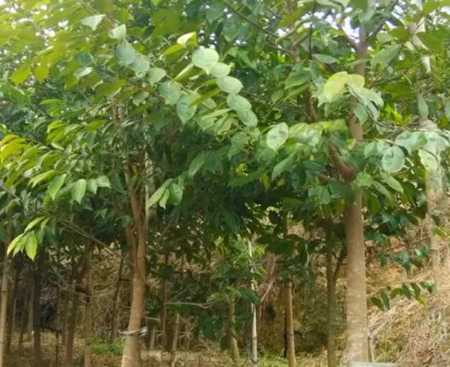 沉香树结果可以吃吗