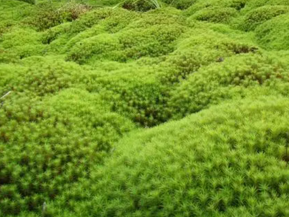 放在兰花盆土上的是什么苔藓