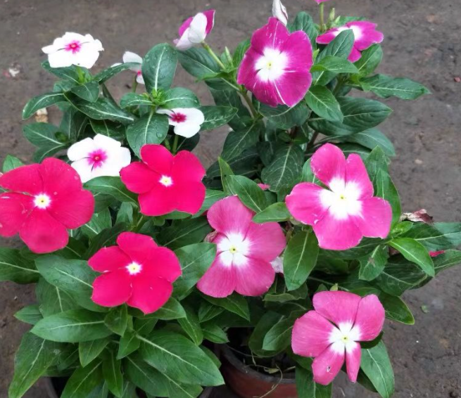 五叶梅长春花的养殖方法是什么呢