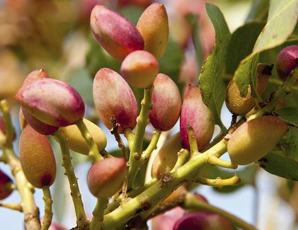 开心果树一颗不结果吗