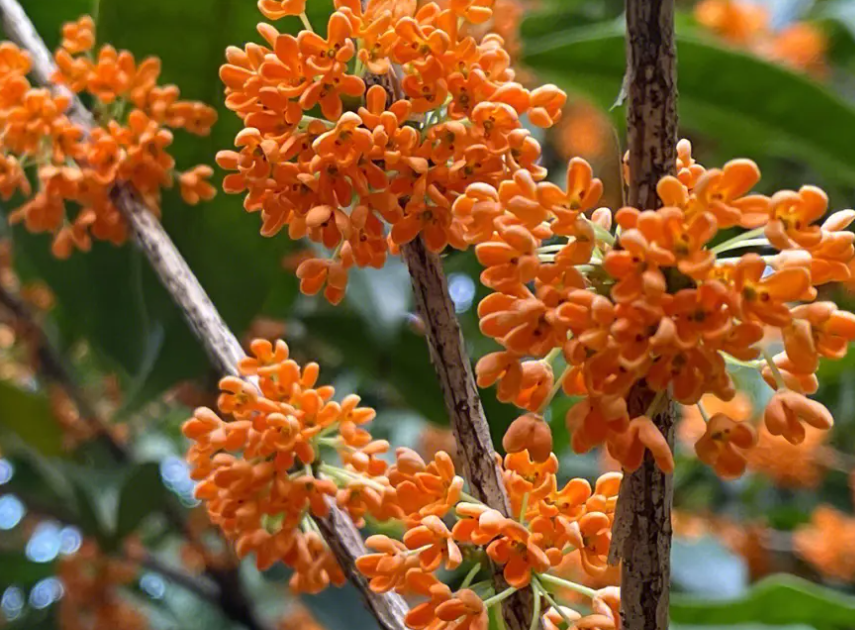 桂花品种有哪些