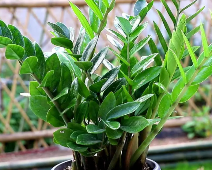 养金钱树三大忌是什么呢