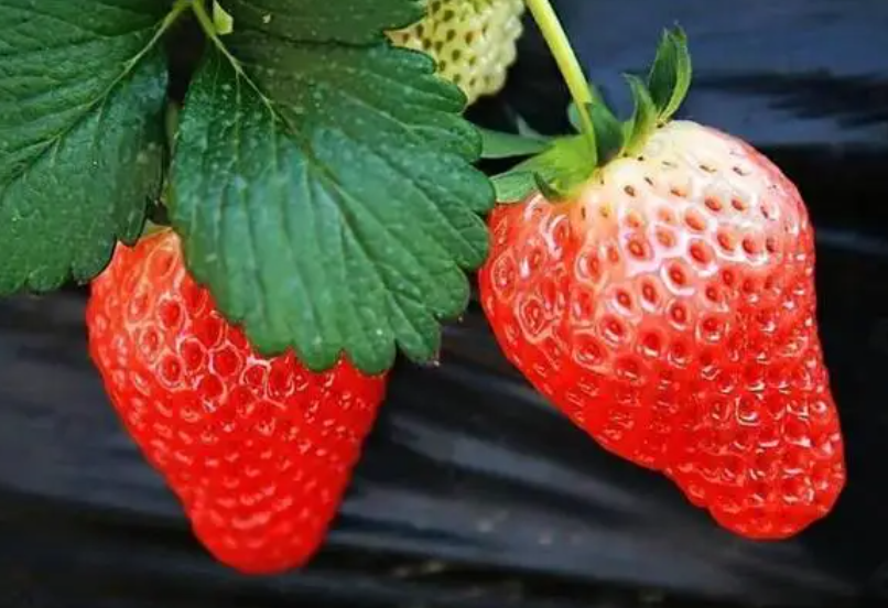 适合楼顶种植的小型果树有哪些呢