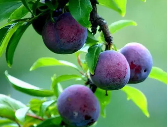 李子树嫁接樱桃方法是什么呢