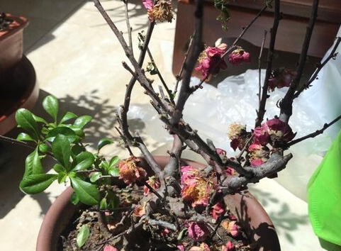 海棠花败之后怎么办