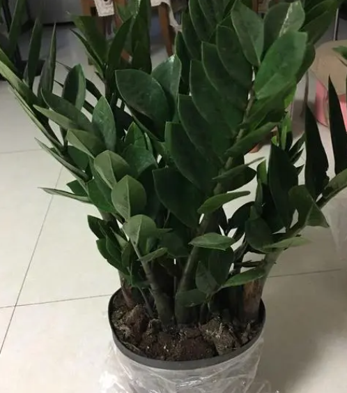 大棵金钱树半年浇一次水