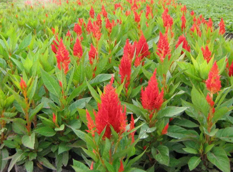 鸡冠花几月份播种最好