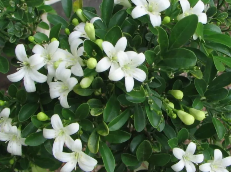 九里香为何不开花