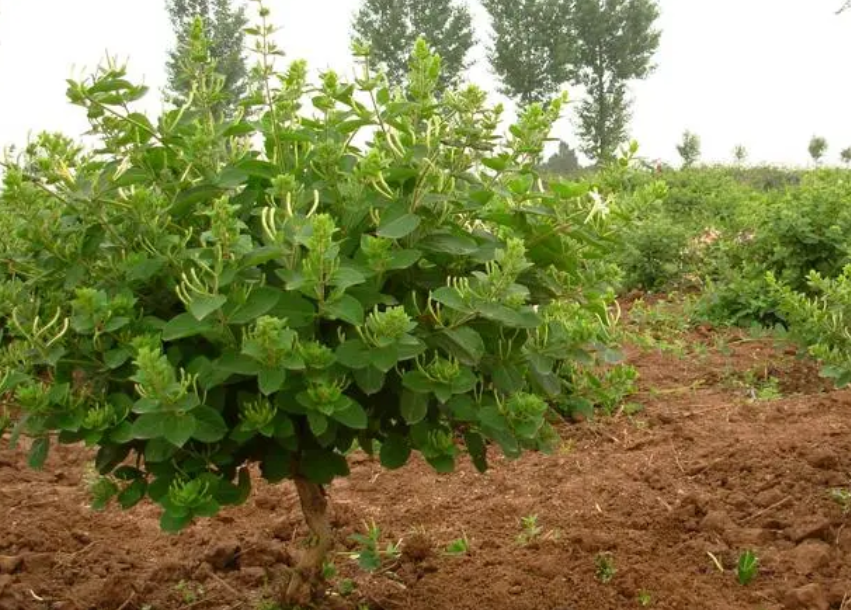 金银花移植最佳时间