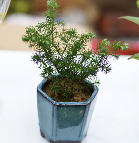 红杉树可以在家里养吗