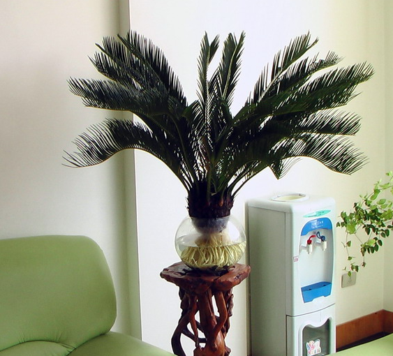 铁树放在室内没阳光可以吗