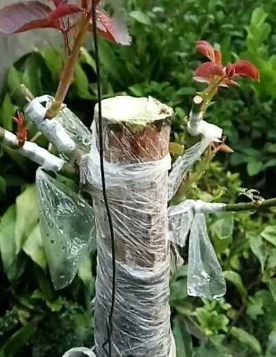 月季花几月份嫁接