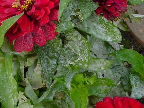 长寿花茎上长白毛腐烂