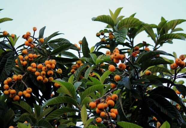 房子边上可以种枇杷树吗