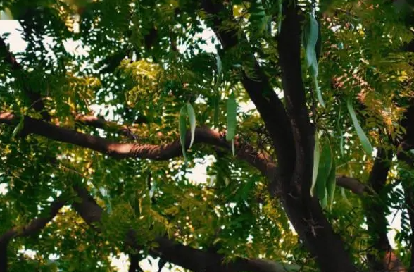 皂角树的风水禁忌