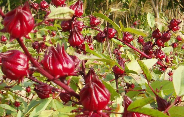 洛神花几月份播种