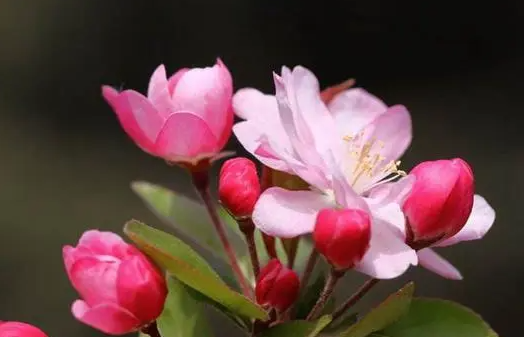 西府海棠花怎么养