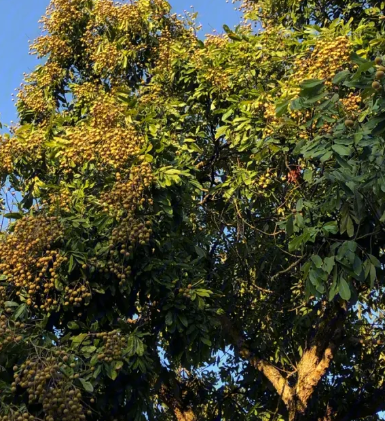 龙眼树为什么不能种一棵