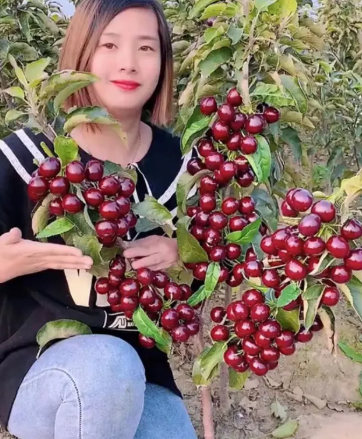 长沙可以种车厘子树吗