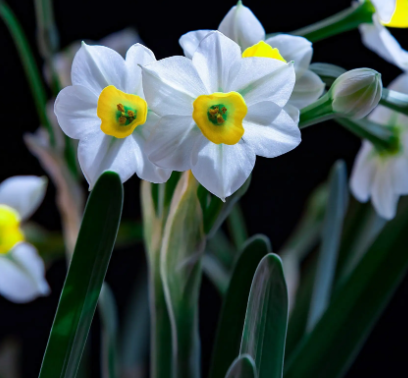 水仙花是不是开完花就死了
