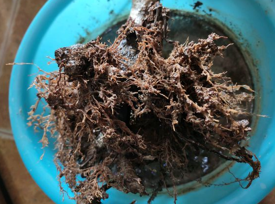 怎么判断茶花烂根