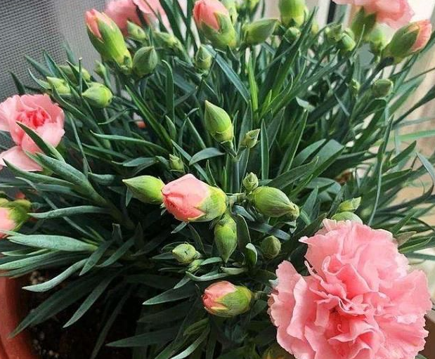 康乃馨不开花是什么原因