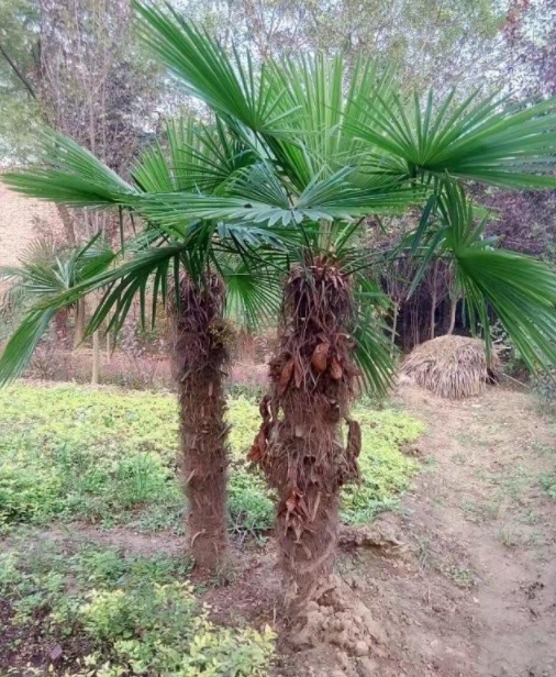 大棕榈树移栽后怎么浇水