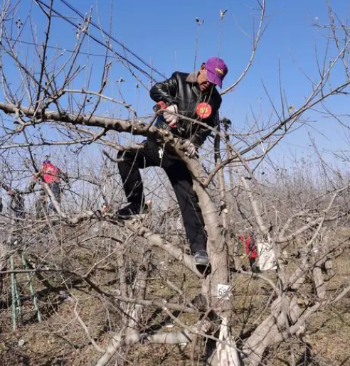 苹果树最佳修剪时间