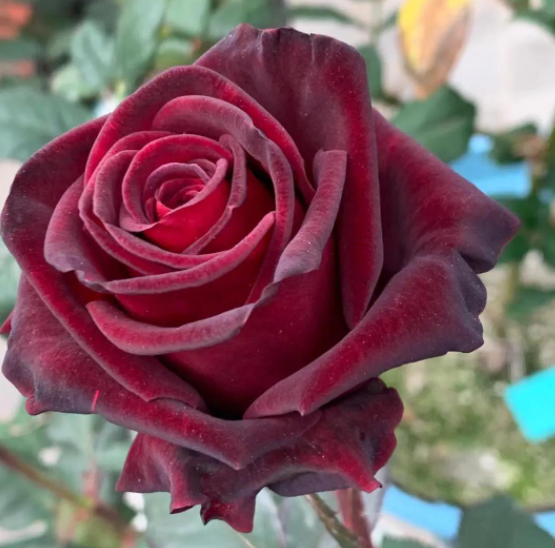 黑魔术月季花的优缺点