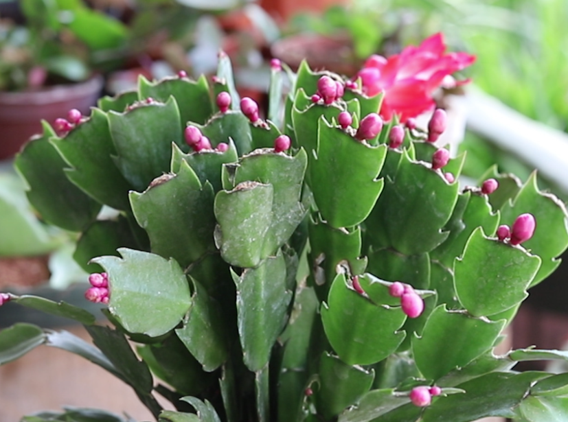 蟹爪兰有花苞了怎么养