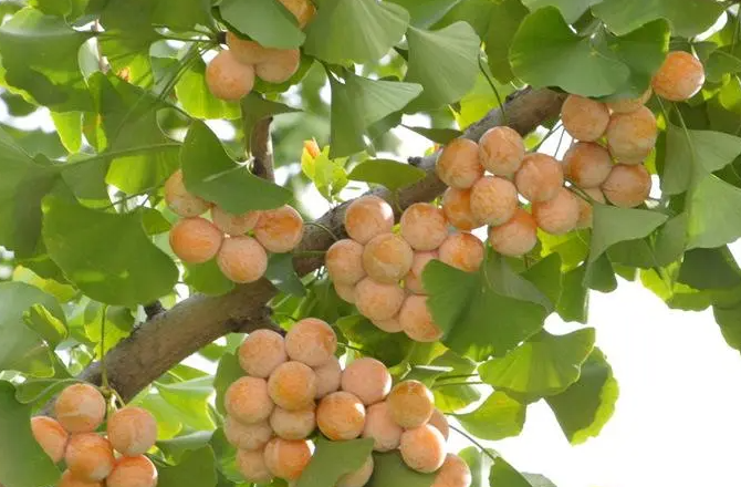 银杏的种子能种出树吗