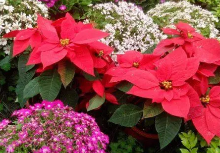 一品红开花后怎么处理