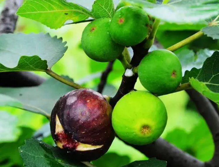 无花果快速生根法是什么呢