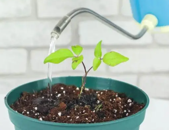 过滤的水可以浇花吗