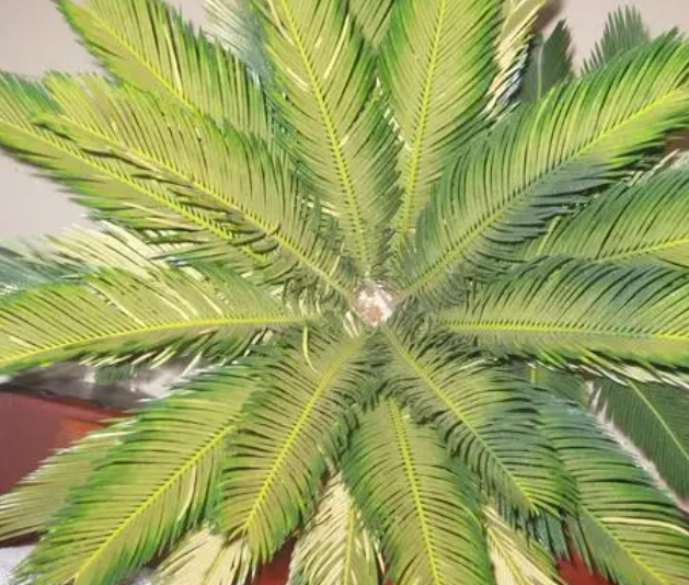 铁树用什么土种植好