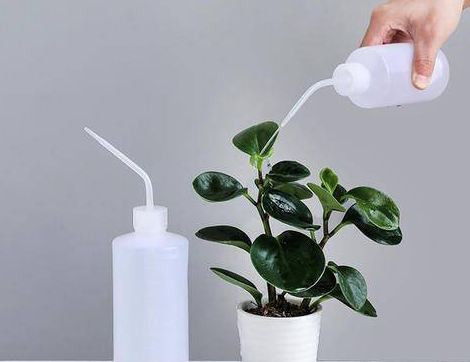 鱼骨发酵的水能浇花嘛