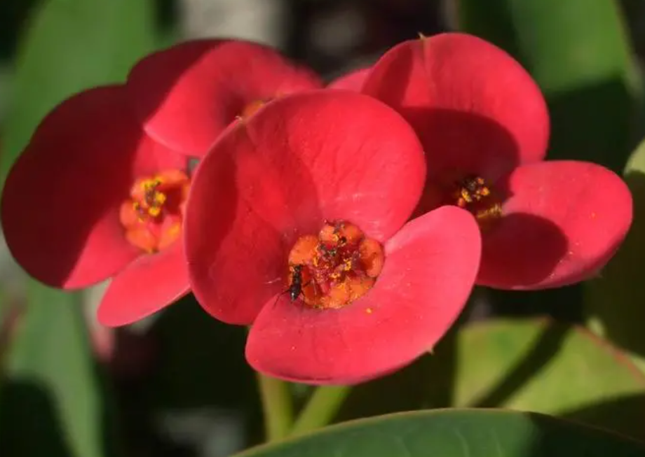 刺梅几月份开花