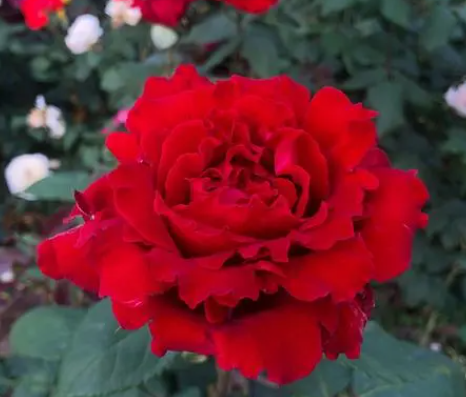 最漂亮的红色月季花哪种