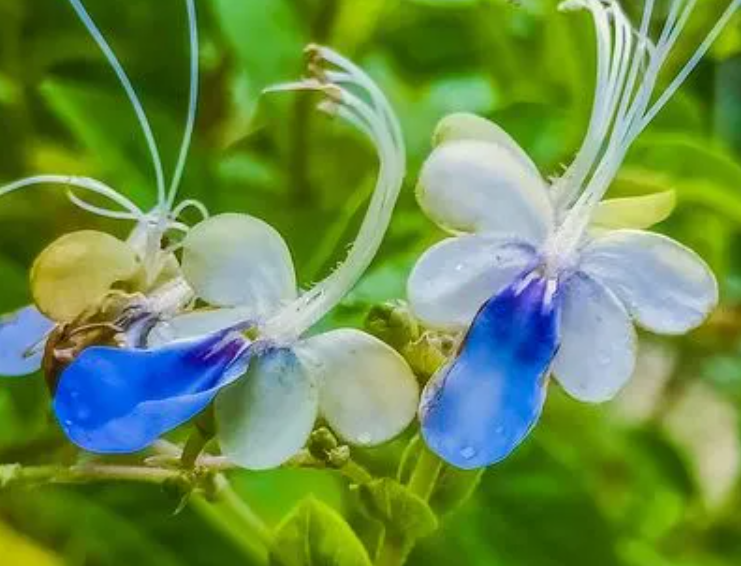 蓝蝴蝶一年开几次花